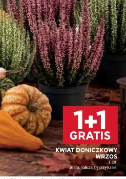 Kwiat doniczkowy wrzos