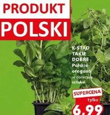 K-Stąd Takie Dobre Polskie oregano w doniczce