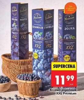 Krzewy jagodowe XXL Premium
