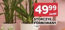 Storczyk formowany 