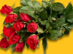 Róże premium 10 szt.