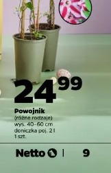 Powojnik