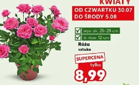 Róża