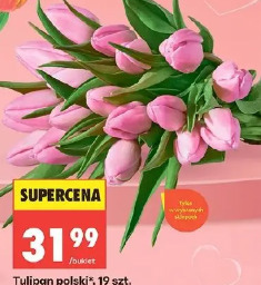 Tulipan polski