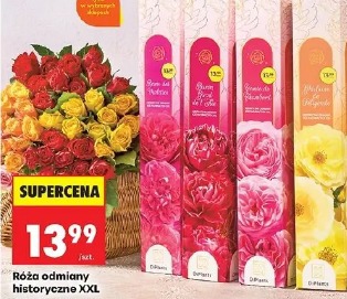 Róża odmiany historyczne XXL