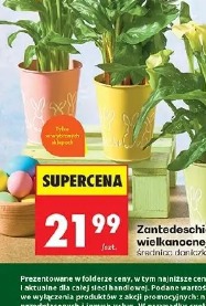 Zantedeschia w doniczce wielkanocnej