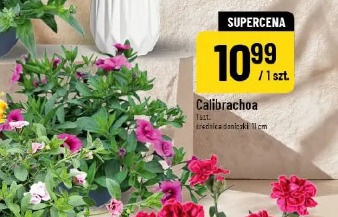 Calibrachoa