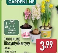Gardenline Hiacynt/Narcyz