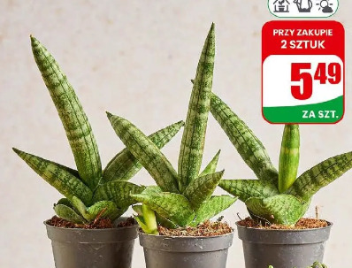 Sansevieria