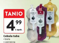 Cebula tuba