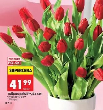 Tulipan polski