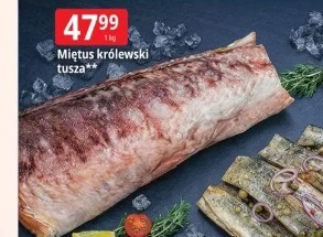 Miętus królewski tusza