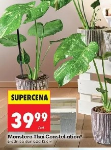 Monstera Thai Constellation