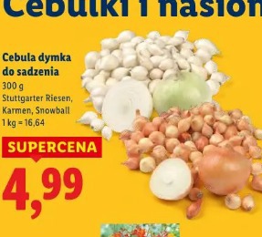 Cebula dymka do sadzenia