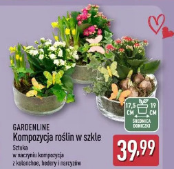 Gardenline Kompozycja roślin w szkle