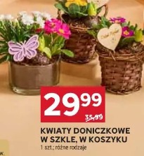Kwiaty doniczkowe w szkle, w koszyku 