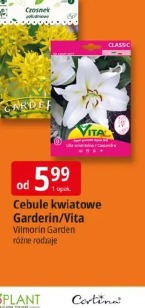 Cebule kwiatowe Garderin/Vita Vilmorin Garden
