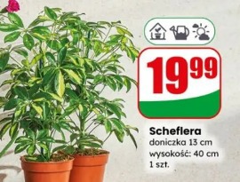 Schefflera