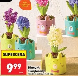 Hiacynt świąteczny