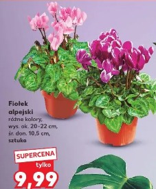 Fiołek alpejski różne kolory