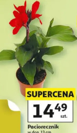 Paciorecznik