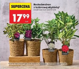 Rododendron z kolorową etykietą