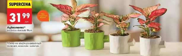 Aglaonema