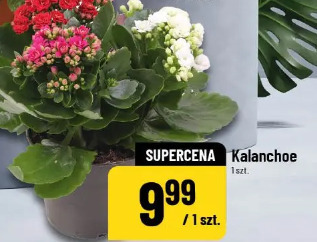 Kalanchoe
