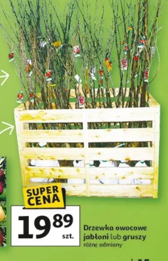 Drzewka owocowe jabłoni lub gruszy