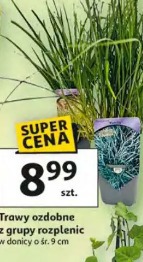 Trawy ozdobne z grupy rozplenic