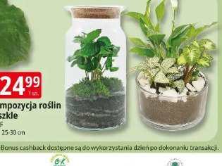 Kompozycja roślin w szkle GMF