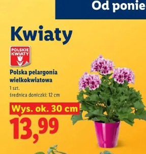 Polska pelargonia wielkokwiatowa