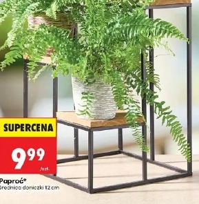 Paproć