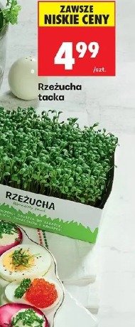 Rzeżucha tacka