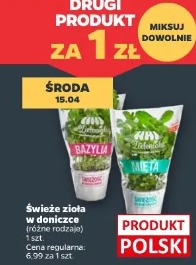 Świeże zioła w doniczce
