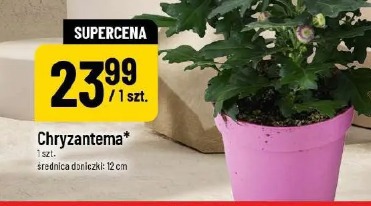 Chryzantema