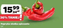 Papryka słodka spiczasta