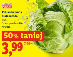Polska kapusta biała młoda