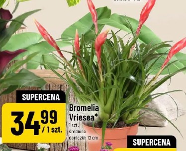 Bromelia Vriesea