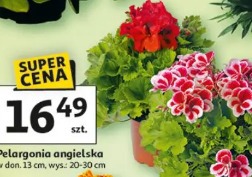 Pelargonia angielska