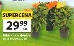 Hibiskus w donicy