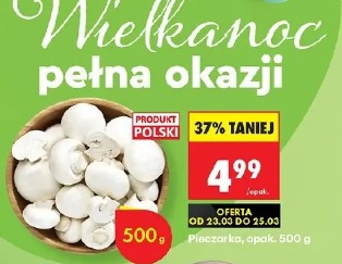 Pieczarka