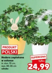 Hedera zaplatana w osłonce