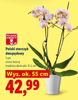 Polski storczyk dwupędowy