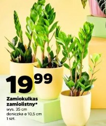 Zamiokulkas zamiolistny