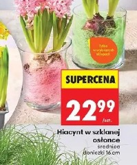 Hiacynt w szklanej osłonce