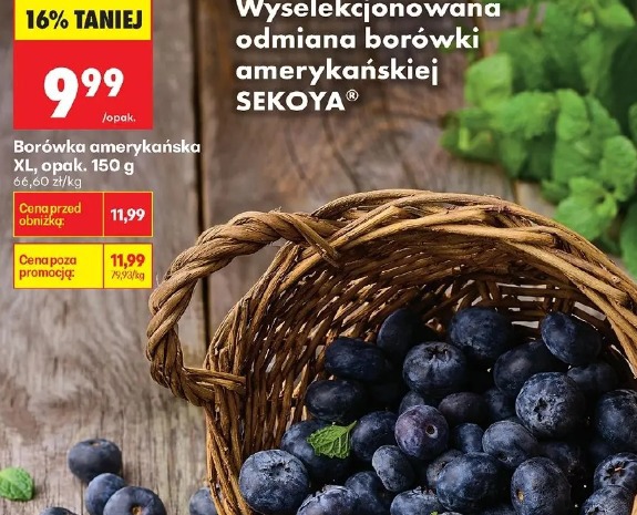 Borówka amerykańska XL SEK OYA