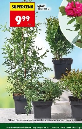Iglaki doniczka 21