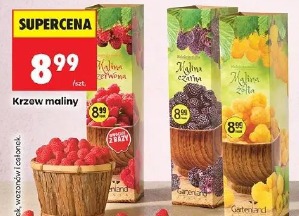 Krzew maliny Gartenland