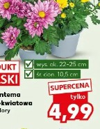 Chryzantema średniokwiatowa różne kolory